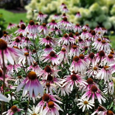 Echinacea Hyb. Pretty Parasols