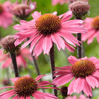 Echinacea Hyb. Sunseeker Blush