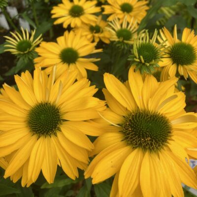 Echinacea Hyb. Sunseeker Citrus