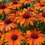 Echinacea Hyb. Sunseeker Clementine