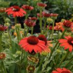 Echinacea Hyb. Sunseeker Coral