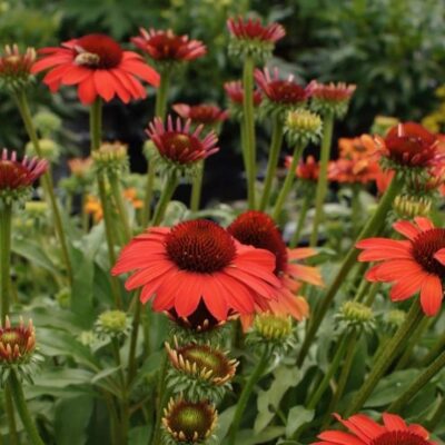 Echinacea Hyb. Sunseeker Coral
