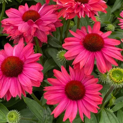Echinacea Hyb. Sunseeker Magenta
