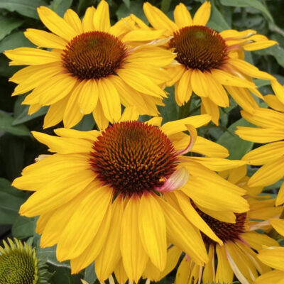 Echinacea Hyb. Sunseeker Mango Sunrise