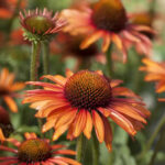 Echinacea Hyb. Sunseeker Orange