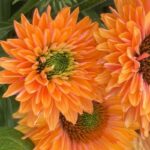 Echinacea Hyb. Sunseeker Pumpkin Pie