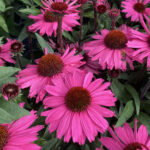 Echinacea Hyb. Sunseeker Purplelicious