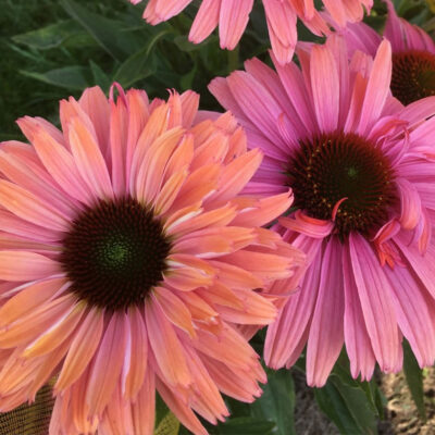 Echinacea Hyb. Sunseeker Rainbow
