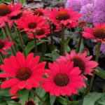 Echinacea Hyb. Sunseeker Scarlet