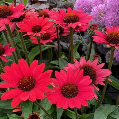 Echinacea Hyb. Sunseeker Scarlet