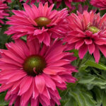 Echinacea Hyb. Sunseeker Sweet Fuchsia