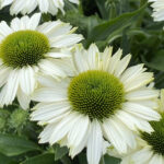 Echinacea Hyb. Sunseeker White Perfection