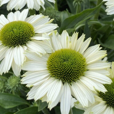 Echinacea Hyb. Sunseeker White Perfection