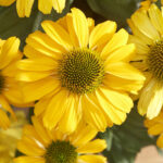 Echinacea Hyb. Sunseeker Yellow
