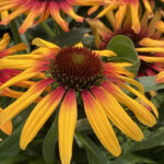 Echinacea Hyb. Tequila Sunrise