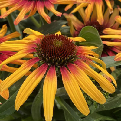 Echinacea Hyb. Tequila Sunrise