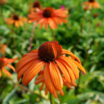 Echinacea Hyb. Tiky Torch