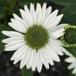 Echinacea Hyb. Virgin