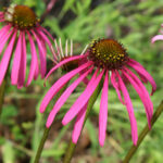 Echinacea Simulata