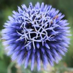 Echinops Bannaticus Blue Globe