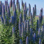 Echium Fastuosum