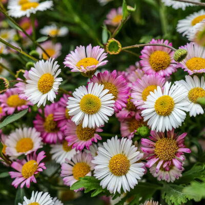 Erigeron Karvinskianus Profusion