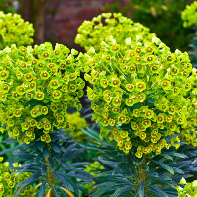 Euphorbia Characias Wulfenii