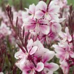 Gaura Lindheimeri Cherry Brandy