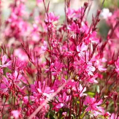 Gaura Lindheimeri Flamingo Pink
