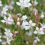 Gaura lindheimeri "Gaudi® White