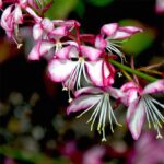 Gaura Lindheimeri Rosy Jane