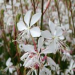 Gaura Lindheimeri Snowstorm