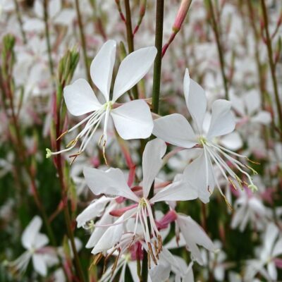 Gaura Lindheimeri Snowstorm