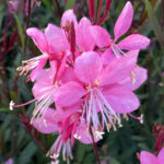 Gaura Lindheimeri Tutti Frutti