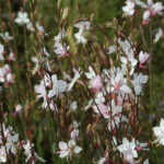 Gaura Lindheimeri Whirling Butterflies