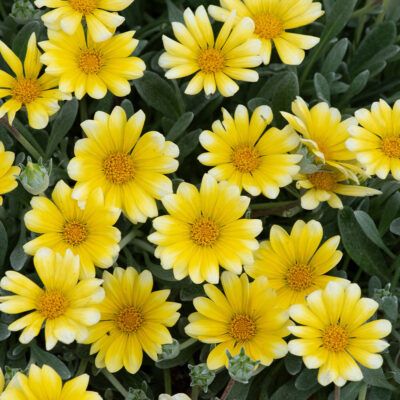 Gazania Rigens Sun Stopper Lemon