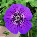 Geranium Hybridum Mary-Anne
