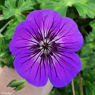 Geranium Hybridum Mary-Anne