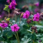 Geranium Macrorrizum Czakor