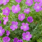 Geranium Sanguineum Vision Violet