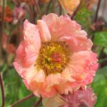 Geum Boliviense Mai Tai