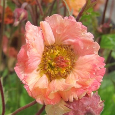Geum Boliviense Mai Tai