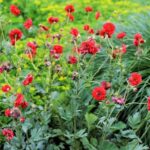 Geum Firestarter