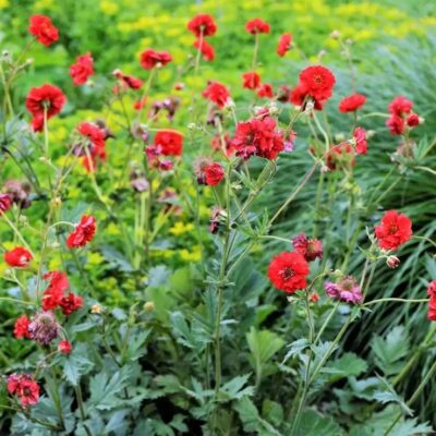 Geum Firestarter