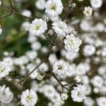 Gypsophila Festival White Flare