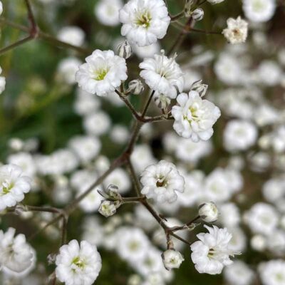 Gypsophila Festival White Flare