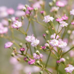 Gypsophila Pink Flamingo