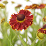 Helenium Hyb. Bandera