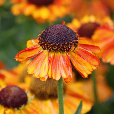 Helenium Short and Sassy