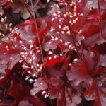 Heuchera Hyb. Rex Red